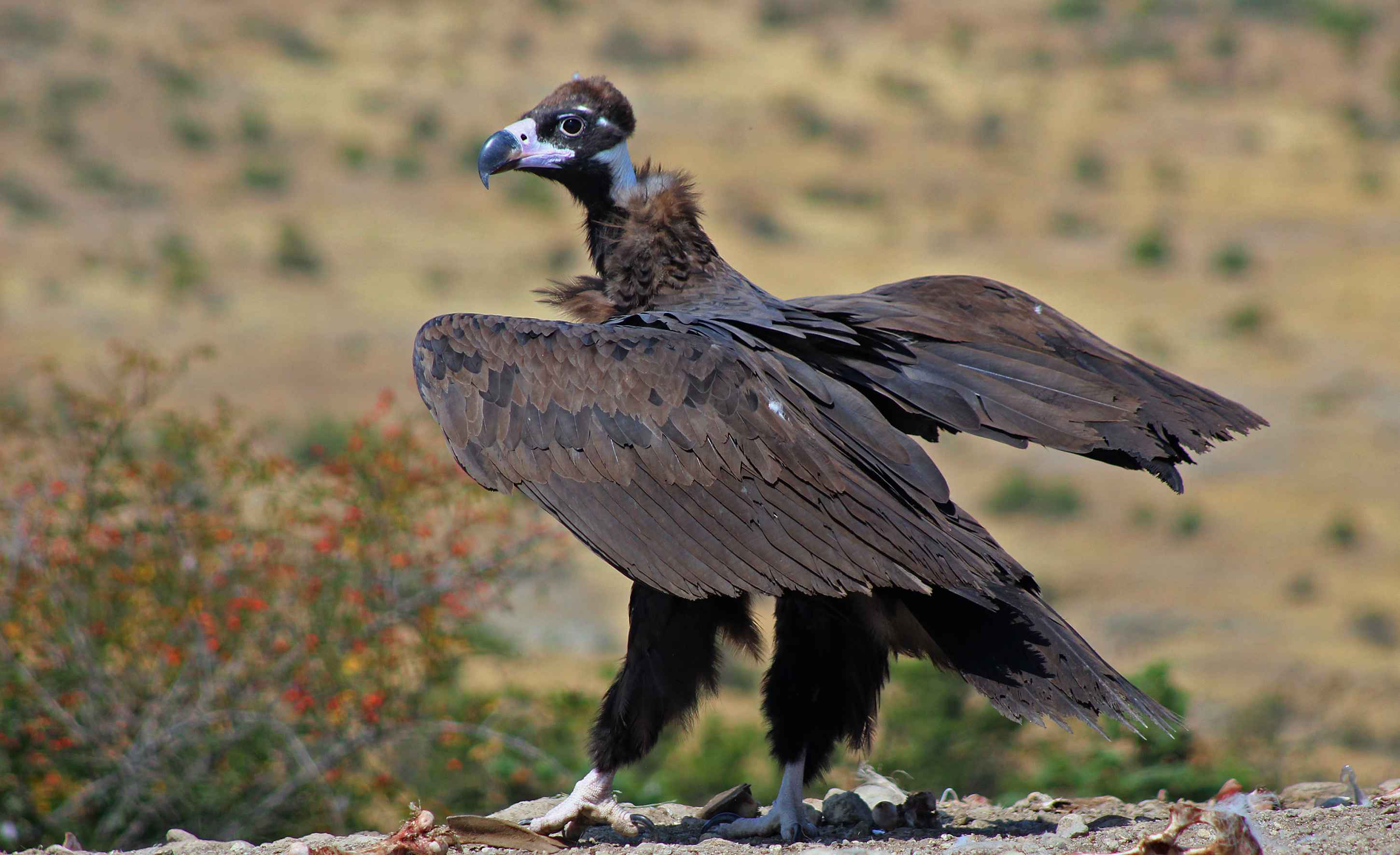 Cinereous Vulture